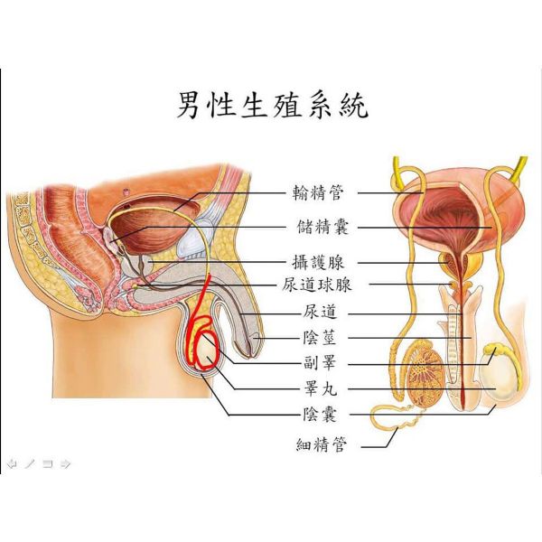 男性的生殖系統與構造